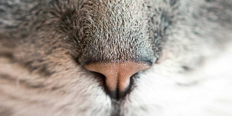 宠物友好型时尚:与爱宠共享设计感好物,打造高颜值生活空间